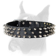 Extraordinary spiked leather collar for Boxer  Extraordinary spiked leather collar for Boxer