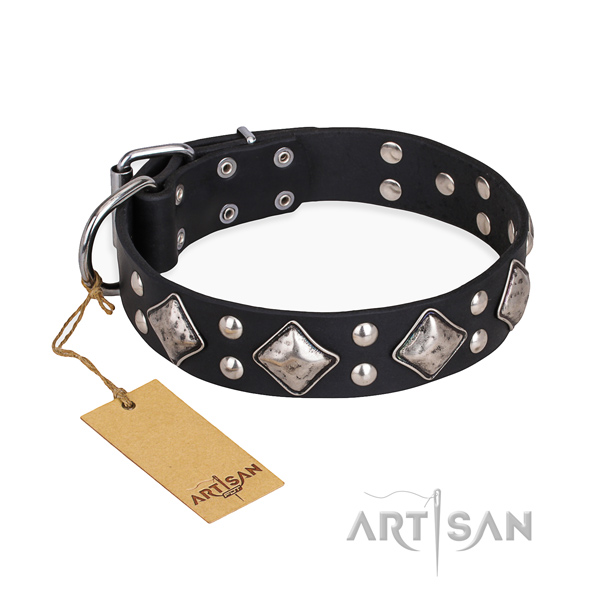 Everyday walking decorated dog collar with rust resistant hardware