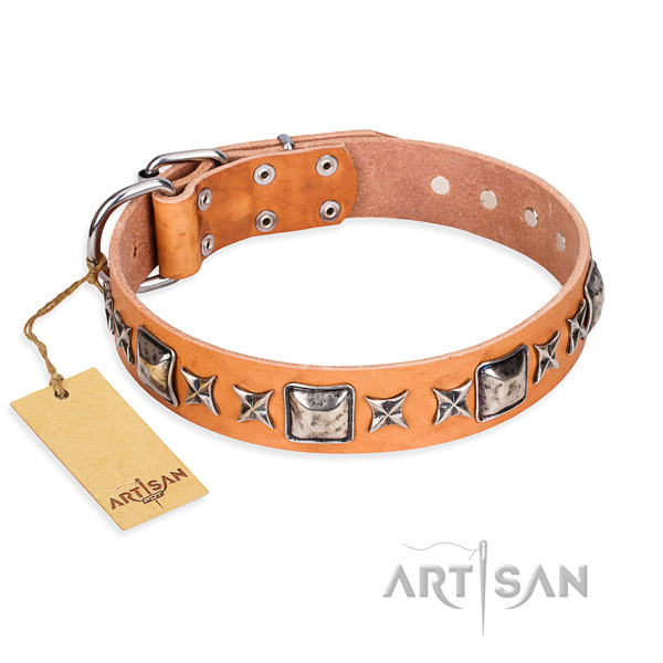 Fancy walking dog collar of high quality full grain leather with studs