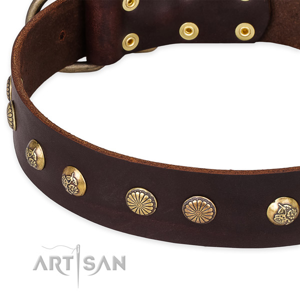 Leather collar with corrosion proof fittings for your handsome pet