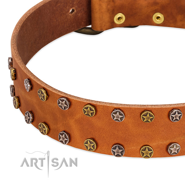 Stylish walking leather dog collar with significant adornments