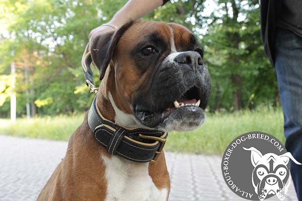 Comfy Leather Boxer Collar with Reliable Hardware