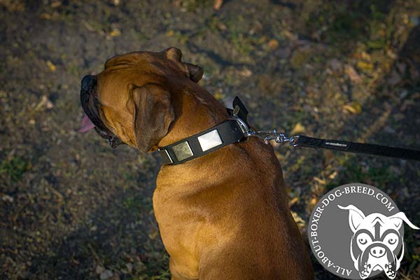 Nylon Boxer Collar with Rust Proof Buckle and D-Ring