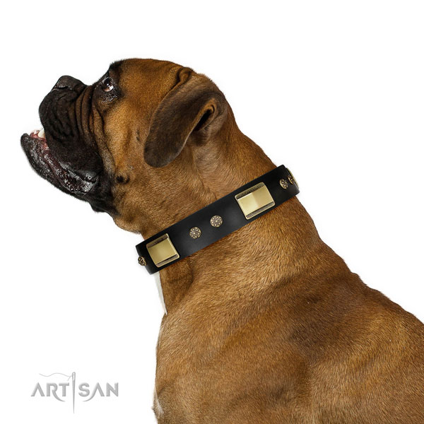 Daily use dog collar of leather with extraordinary embellishments