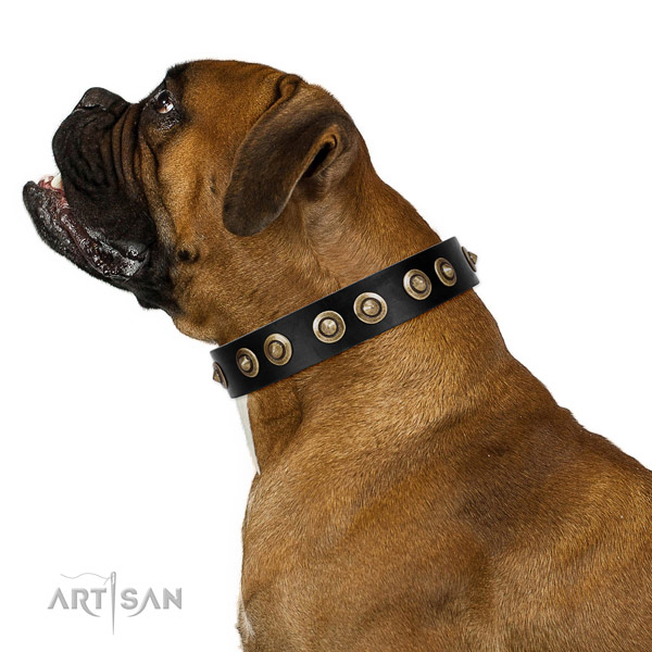 Everyday walking dog collar of genuine leather with impressive decorations