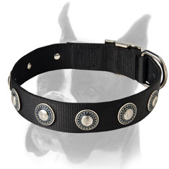 Black Nylon Collar with Convenient belt buckle