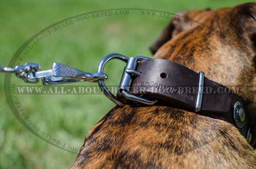 Boxer Leather Collar With Strong Hardware