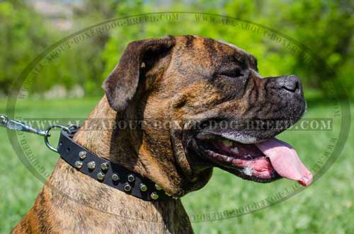 Boxer Leather Collar With Truncated Cones