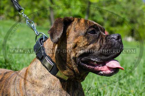 Boxer Leather Collar For Fashionable Dog