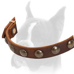 Fancy looking Boxer collar with stylish fittings