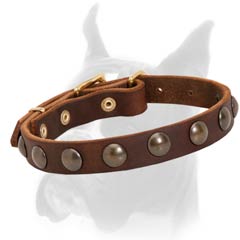 Skilfully made leather collar for Boxer