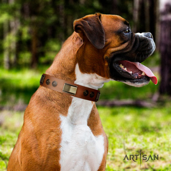 Boxer full grain leather collar with rust-proof studs