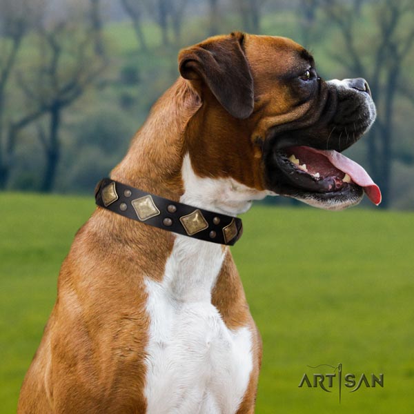 Boxer full grain natural leather collar with strong fittings