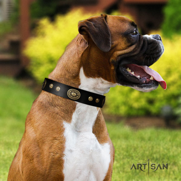 Boxer full grain natural leather collar with corrosion proof studs