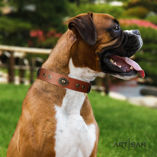 Boxer full grain natural leather collar with rust resistant fittings