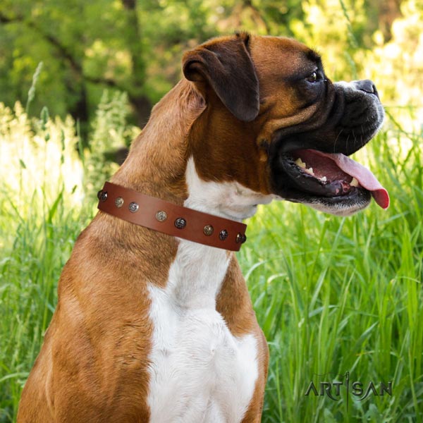 Boxer full grain genuine leather collar with corrosion resistant hardware