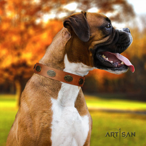 Boxer natural genuine leather collar with corrosion resistant traditional buckle