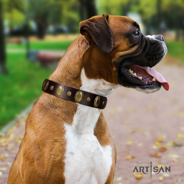 Boxer leather collar with reliable hardware for fancy walking