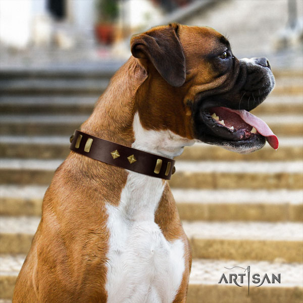 Boxer leather collar with corrosion proof fittings for everyday walking