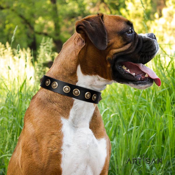 Boxer full grain leather collar with corrosion resistant traditional buckle for comfortable wearing