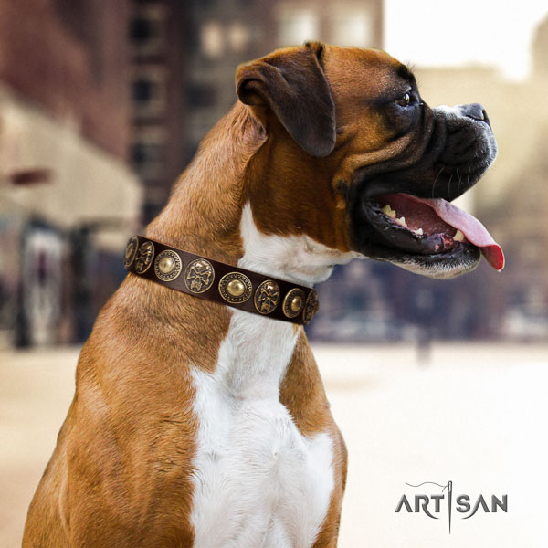 Boxer leather collar with durable fittings for daily walking