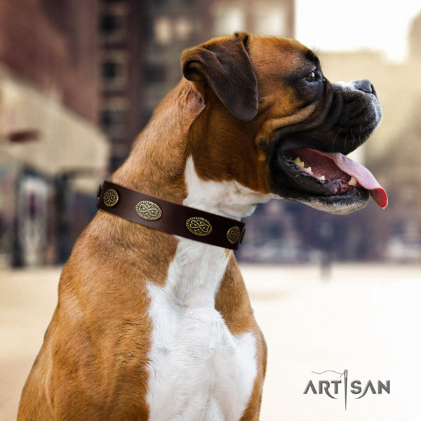 Boxer genuine leather collar with reliable fittings
