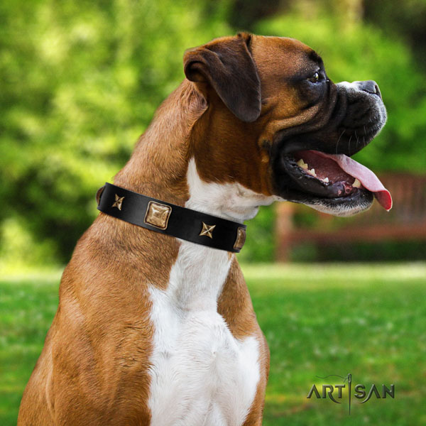 Boxer full grain natural leather collar with corrosion resistant fittings for fancy walking