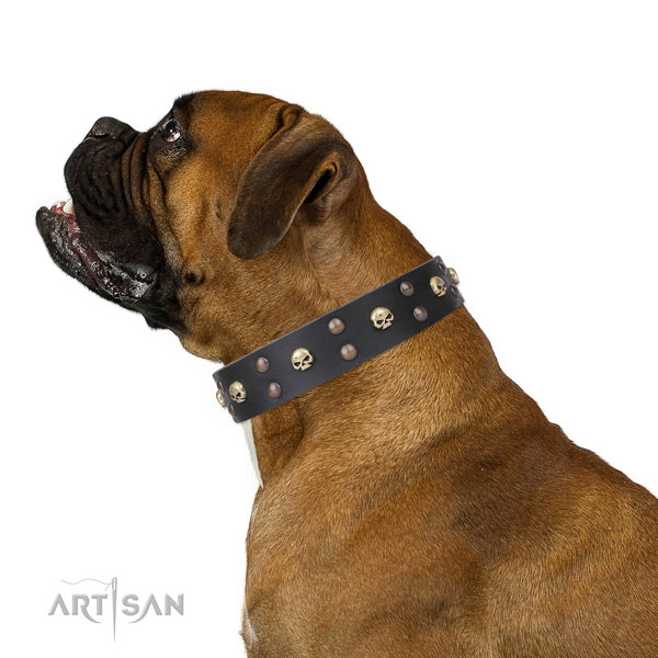 Boxer embellished natural genuine leather dog collar for basic training