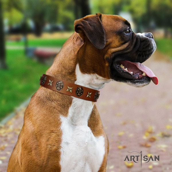 Boxer full grain natural leather collar with strong fittings for everyday walking