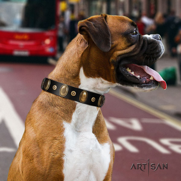 Boxer full grain natural leather collar with durable fittings for basic training