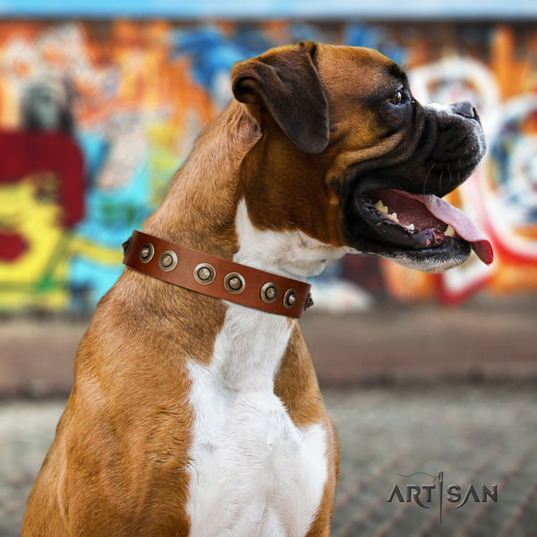 Boxer full grain leather collar with rust resistant fittings for daily walking