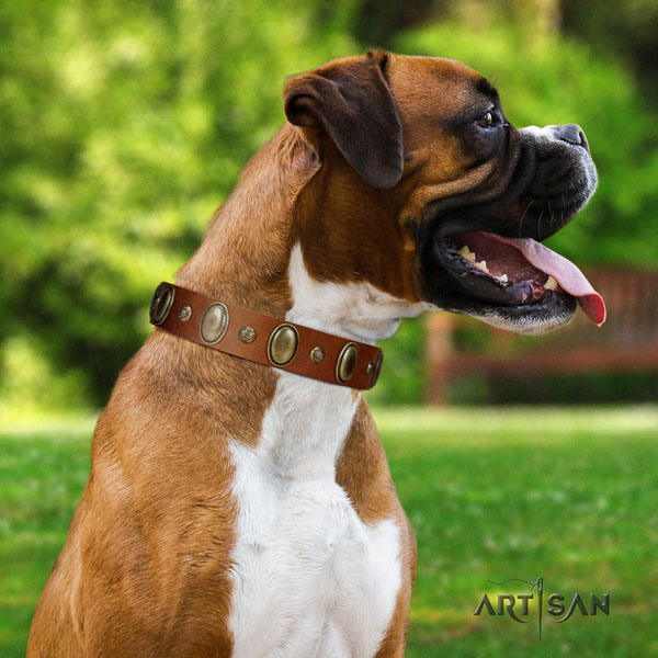 Boxer full grain genuine leather collar with corrosion resistant fittings for fancy walking