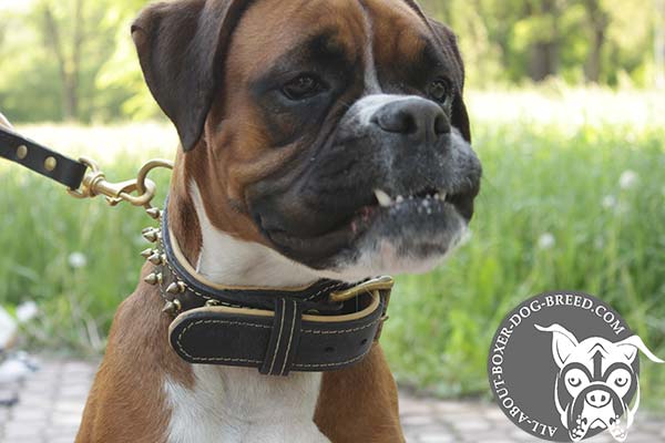 Boxer black leather collar padded with handset spikes for stylish walks