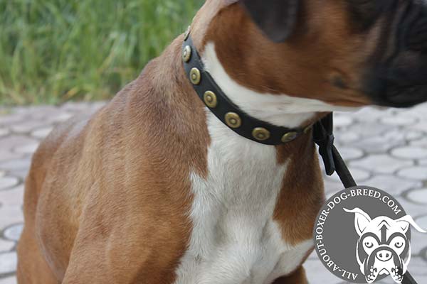 Boxer black leather collar adjustable  decorated with studs for daily walks