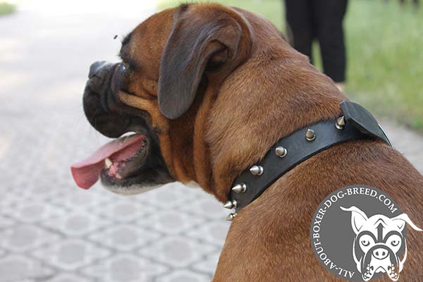 Boxer leather collar snugly fitted decorated with spikes for walking in style