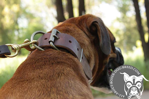 Boxer leather collar wide with traditional buckle for basic training