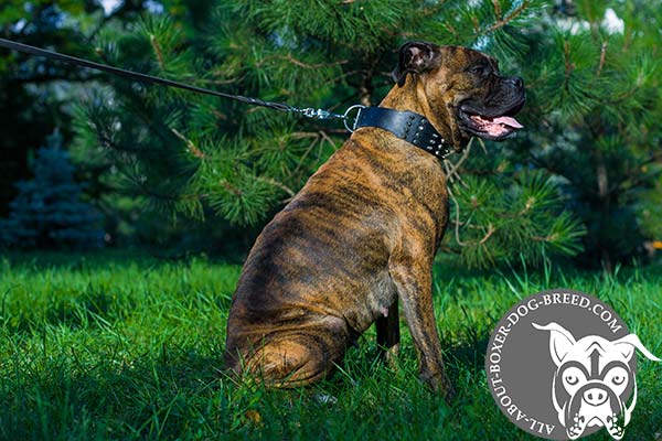 Boxer leather collar of high quality with d-ring for leash attachment for perfect control