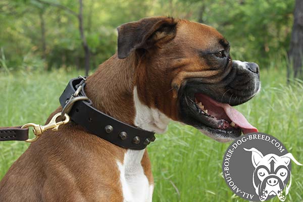 Boxer brown leather collar with durable brass plated hardware for basic training