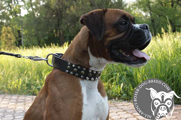 Boxer black leather collar wide decorated with half-balls for any activity