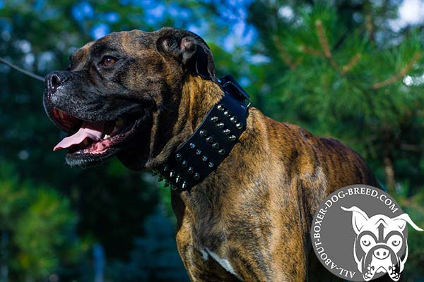 Boxer black leather collar of classy design with spikes for stylish walks