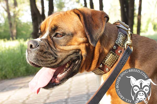Boxer leather collar adjustable  with handset adornment for stylish walks