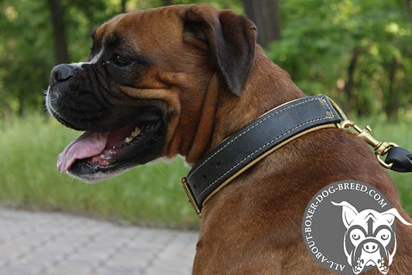 Boxer black leather collar of genuine materials with riveted hardware for daily walks