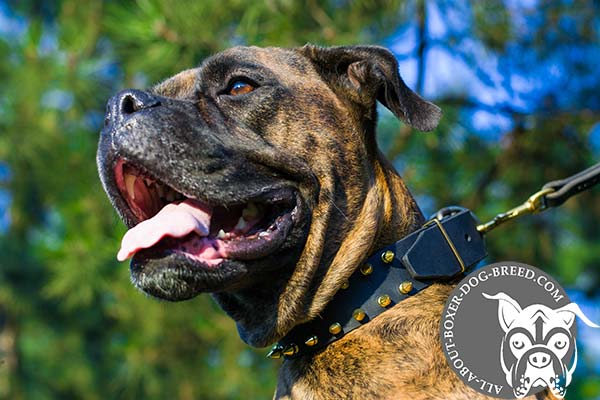 Boxer black leather collar with non-corrosive brass plated hardware for any activity