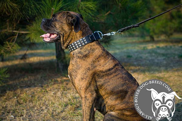Boxer leather collar with non-corrosive nickel plated fittings for daily walks