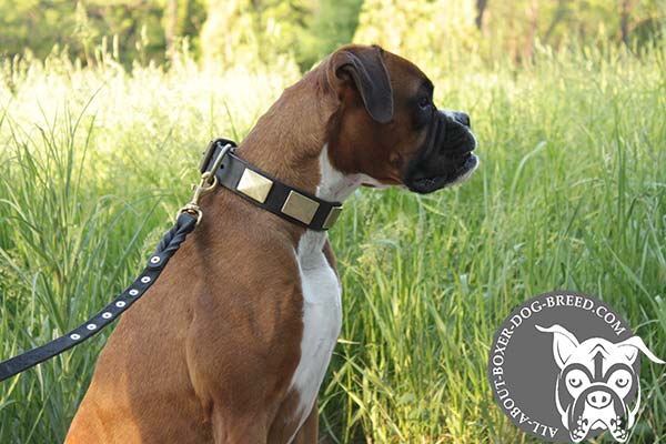 Boxer leather collar with rustless brass plated hardware for quality control
