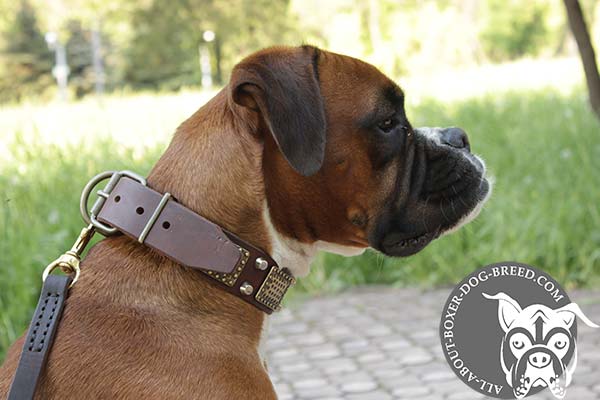 Boxer brown leather collar snugly fitted with brass plated hardware for better comfort