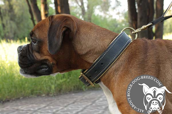 Boxer black leather collar of high quality with d-ring for leash attachment for advanced training