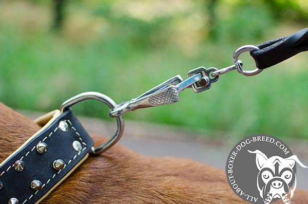 Boxer leather collar of high quality with d-ring for leash attachment for daily walks