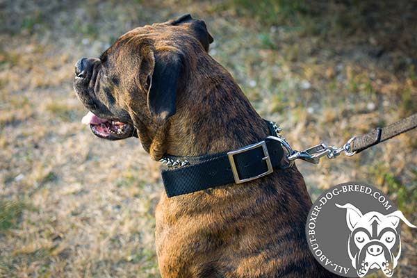 Boxer nylon collar with durable fittings for any activity