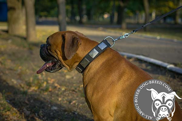 Boxer nylon collar with vintage with nickel plated fittings for walking